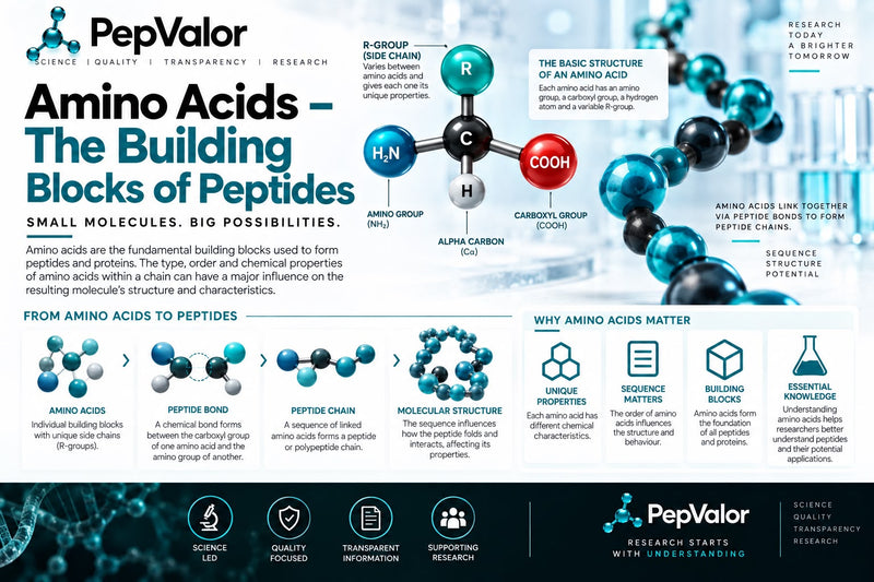 PepValor amino acids infographic showing amino acid structure, peptide bonds, peptide chains, molecular structure and the role of amino acids in peptide research.